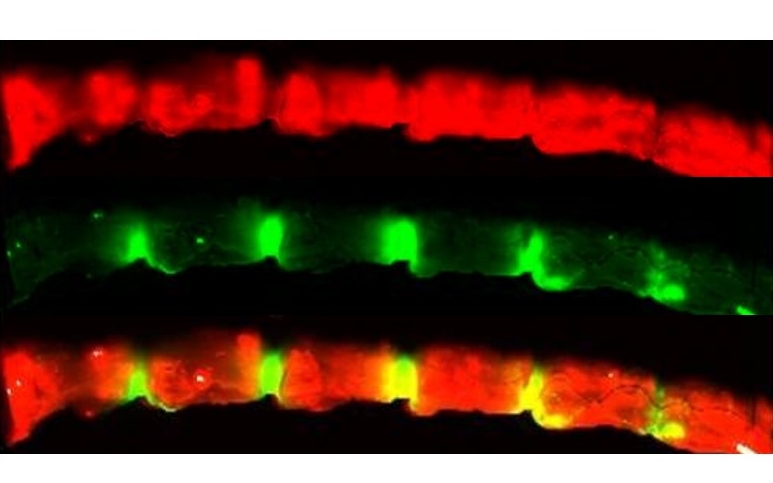 NIR cells in vivo.jpg