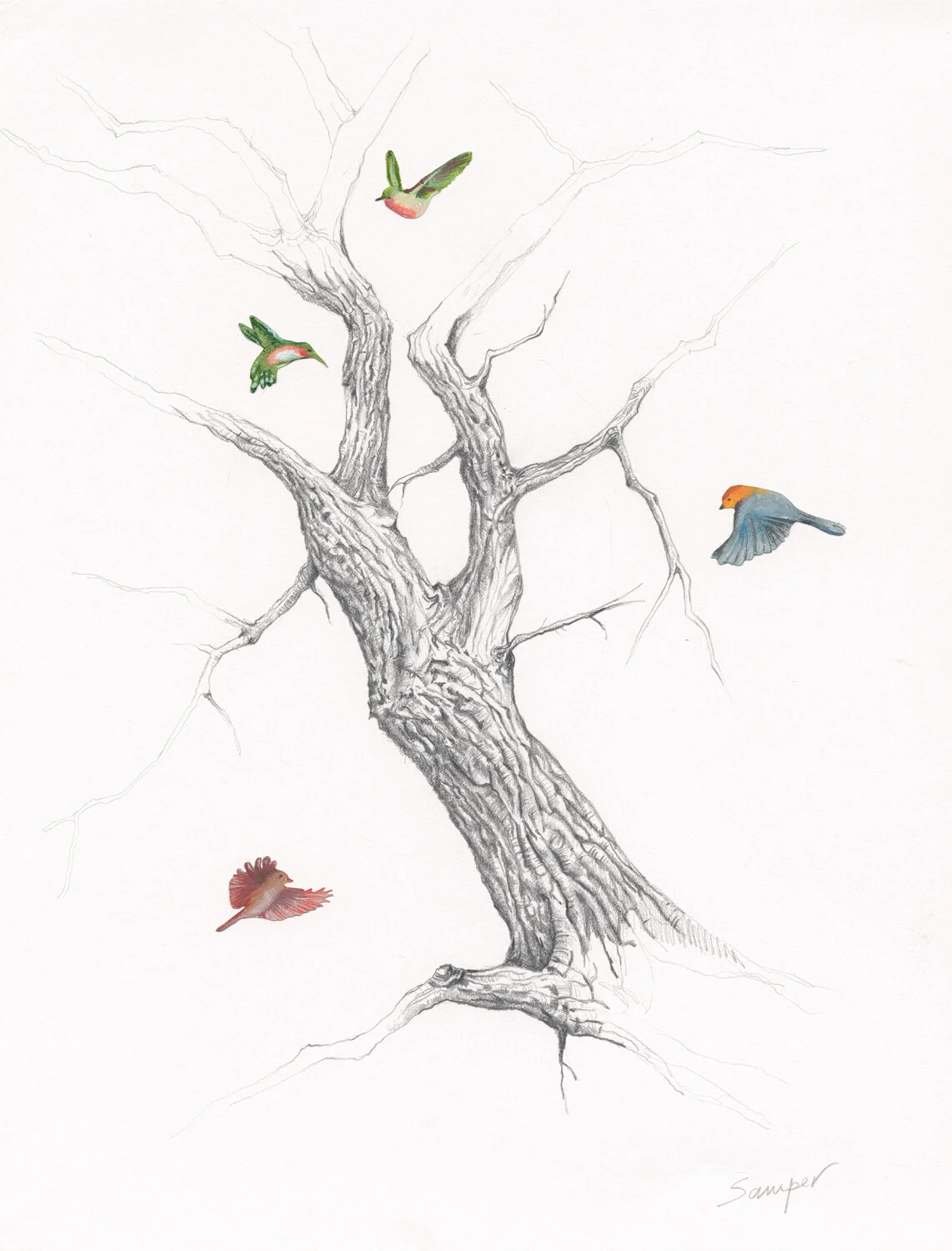  UNTOLD STORIES #11  Oil birds and graphite on paper  20x16in 