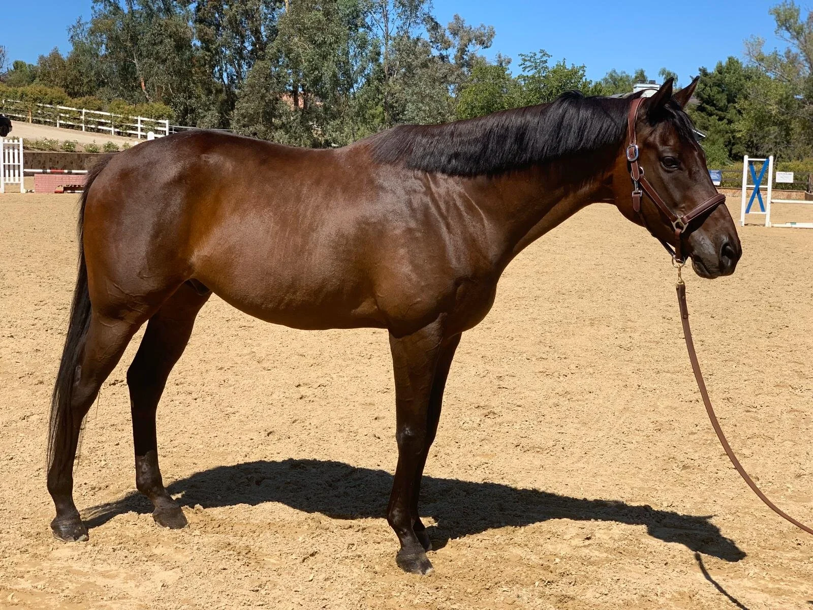 Romeo Riding Club Romeo | Ramsay Equine Select | Temecula, CA