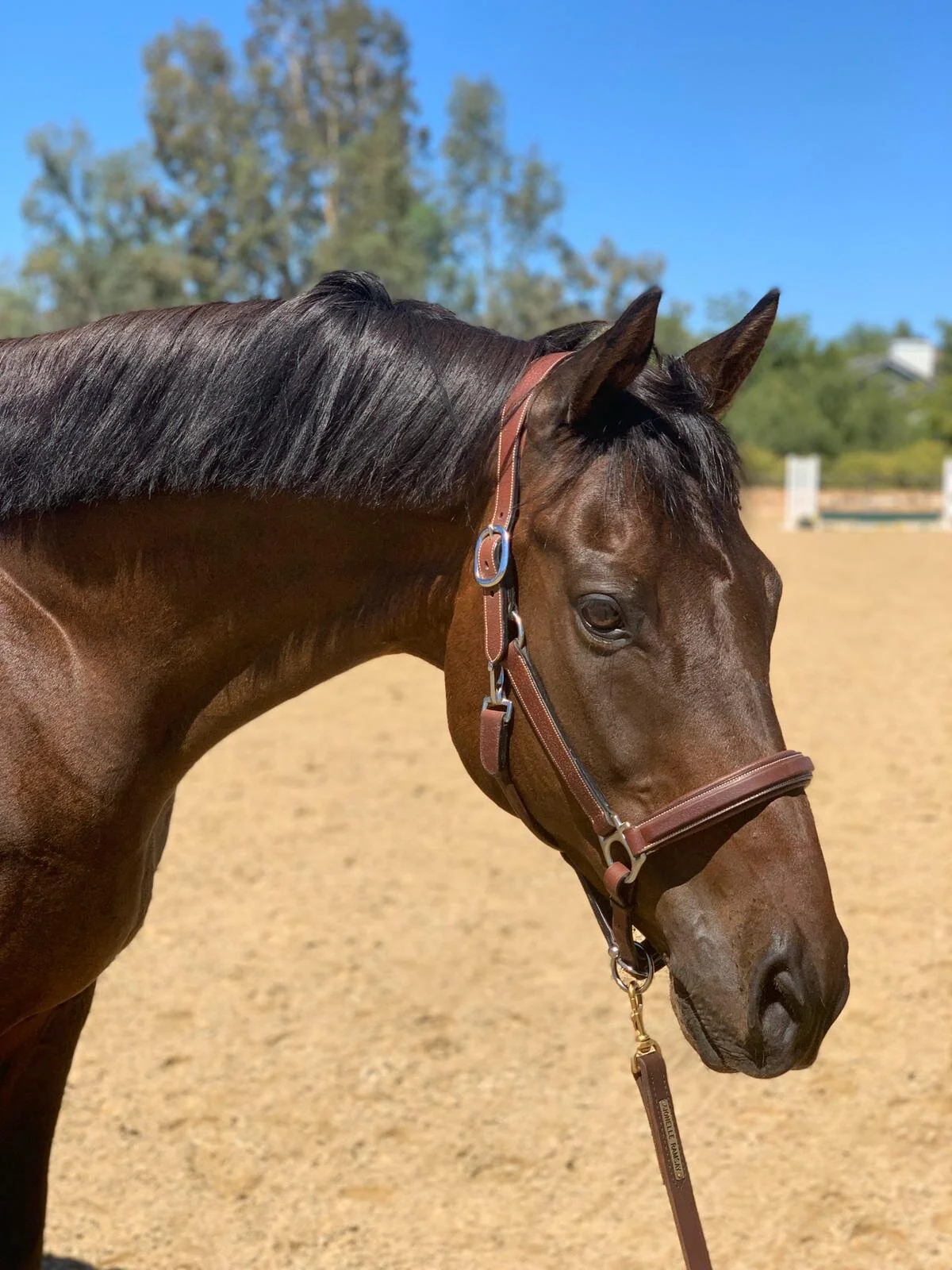 Romeo Riding Club Romeo | Ramsay Equine Select | Temecula, CA
