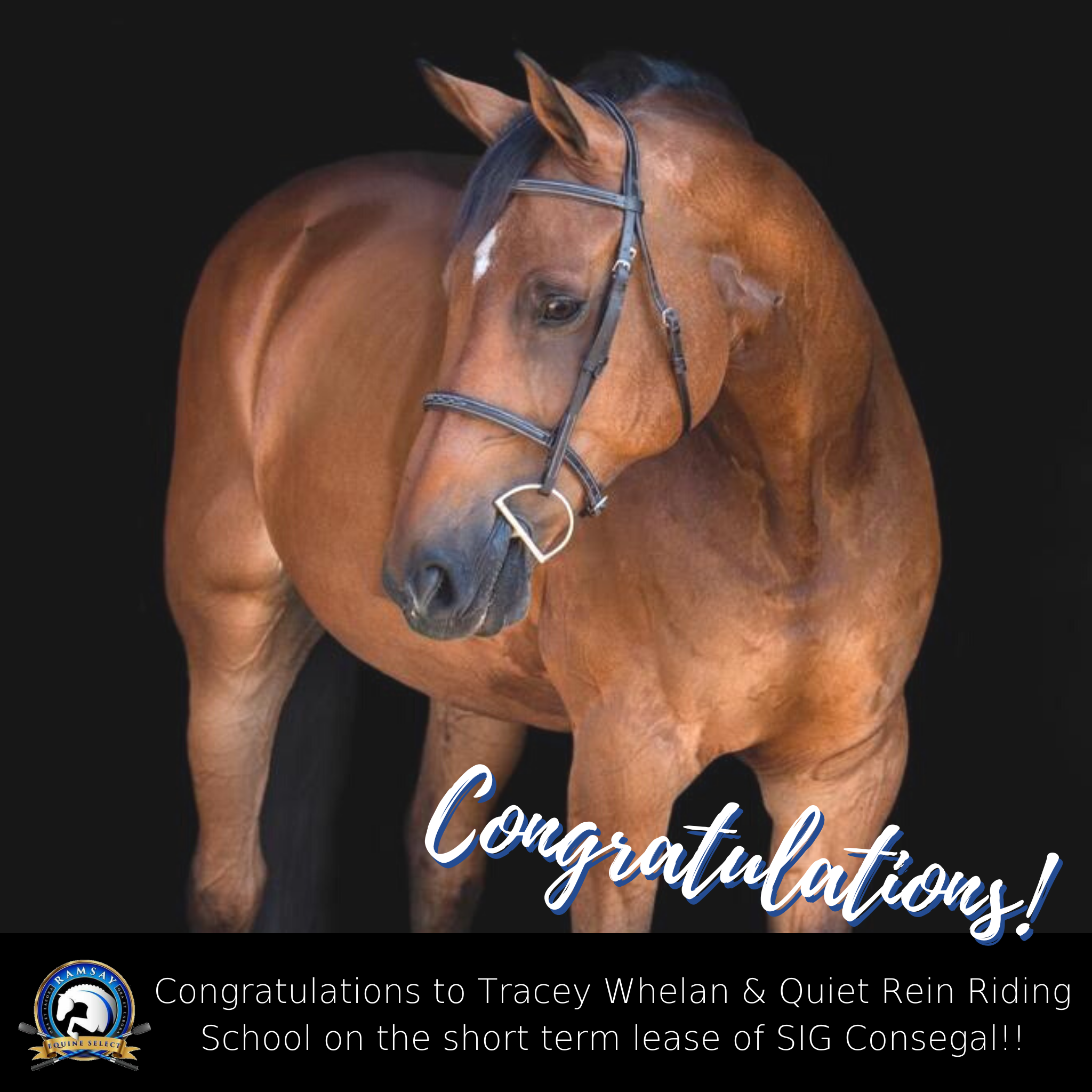 Horses Recently Sold & Leased Ramsay Equine Select Temecula, CA