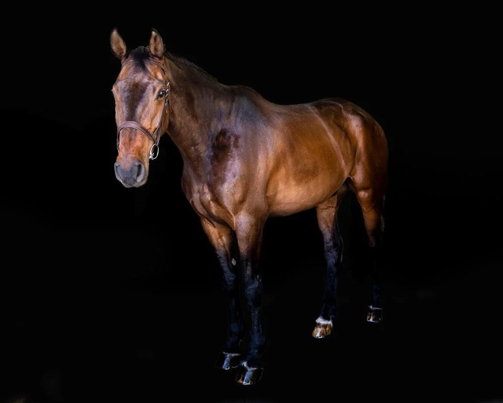 Casius Clay | Ramsay Equine Select | Temecula, CA