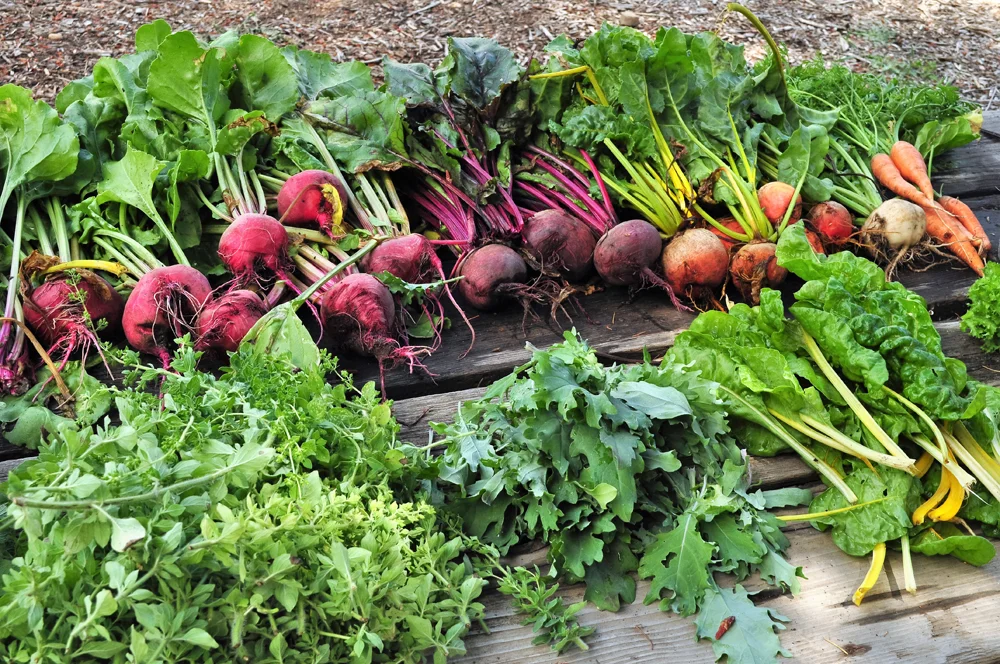 community garden 2.jpg