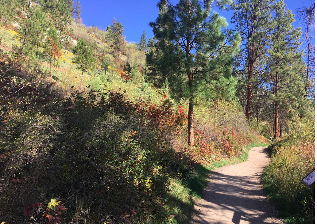 pathway.png