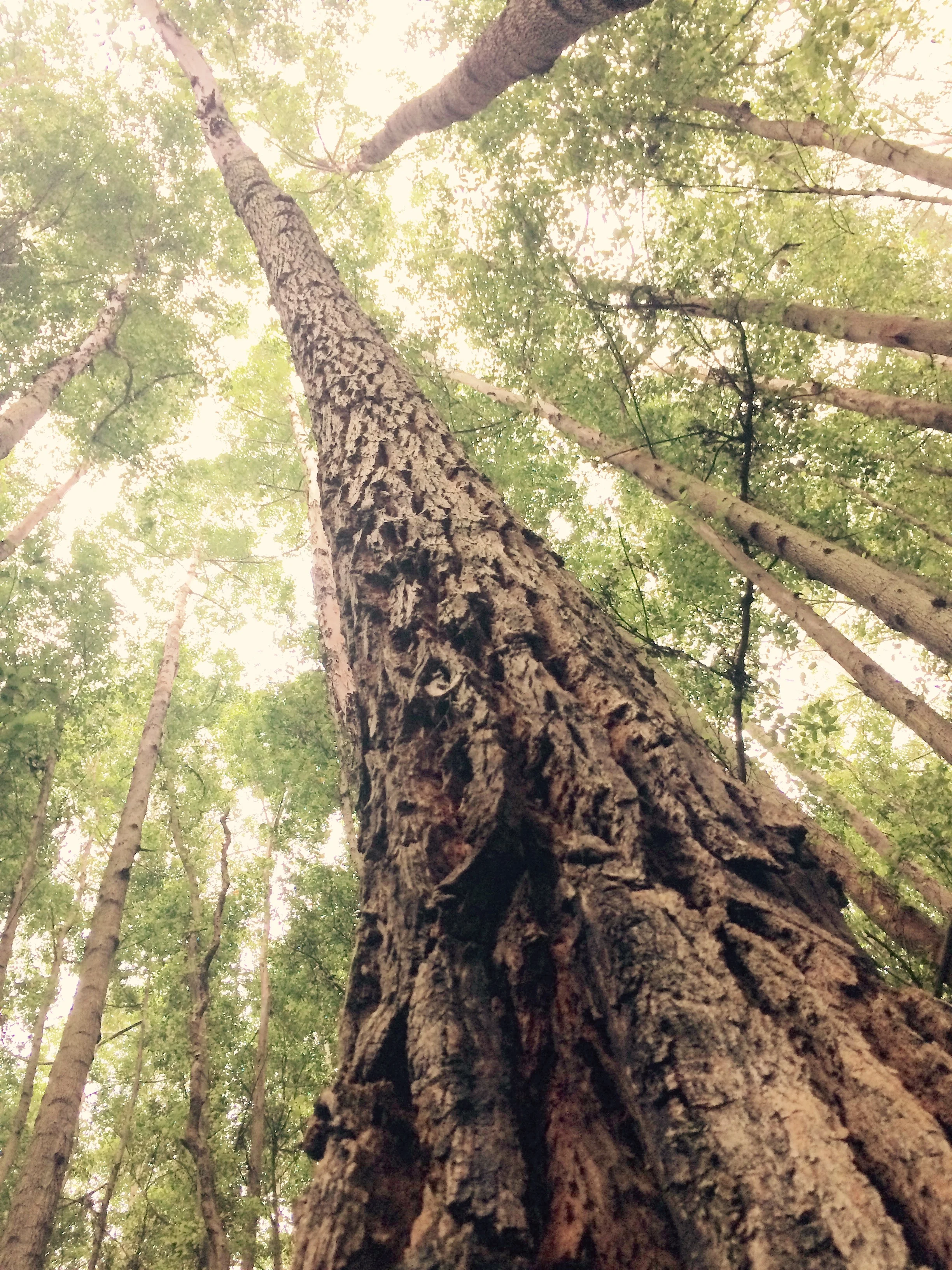 roots up .jpg