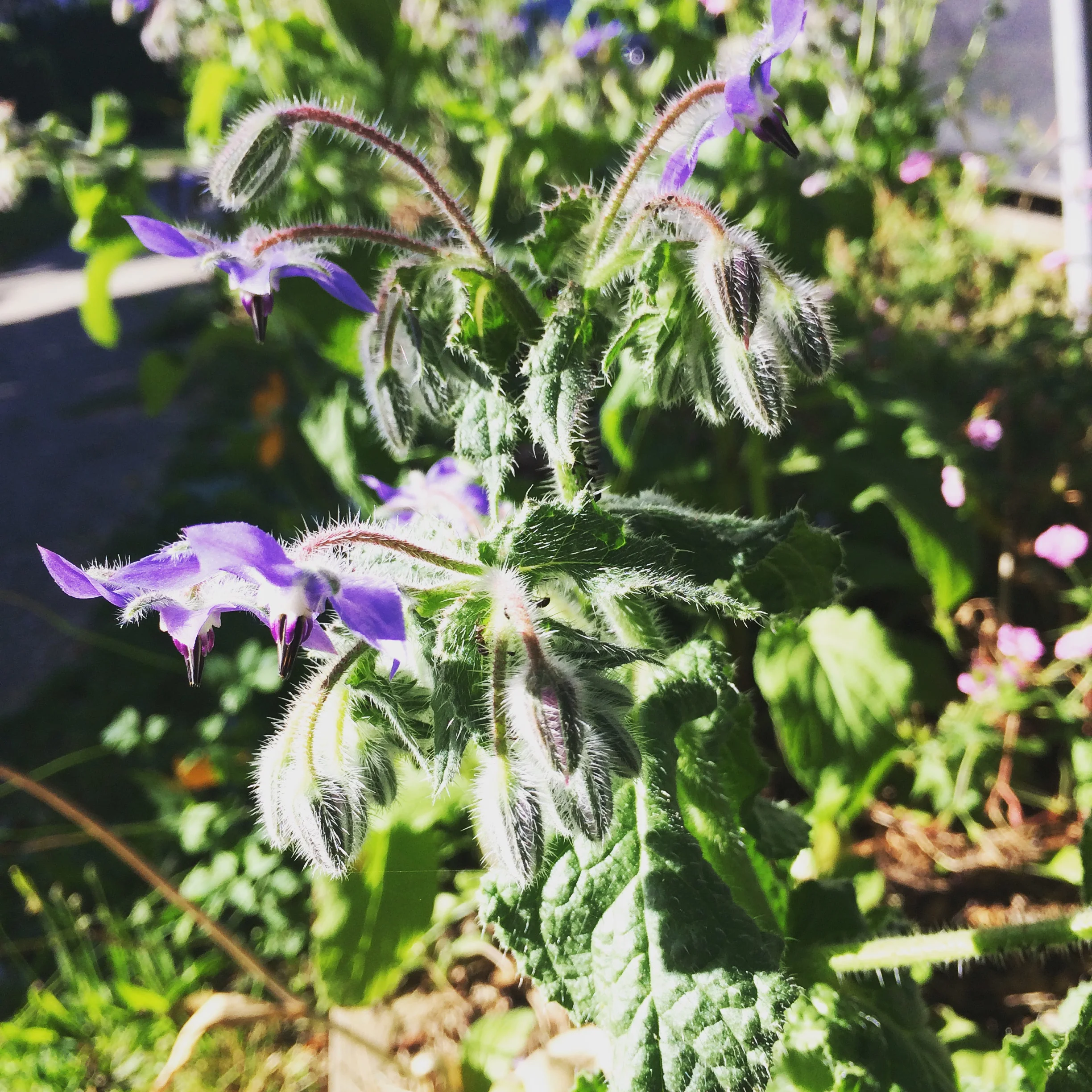 Herbal Allies for Stress 