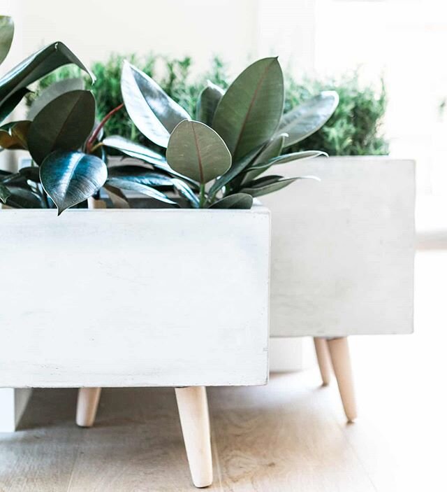 How adorable are these cement planters?  Perfect size.💓 @bloomingvilleus #rosewoodinteriorsdesigns