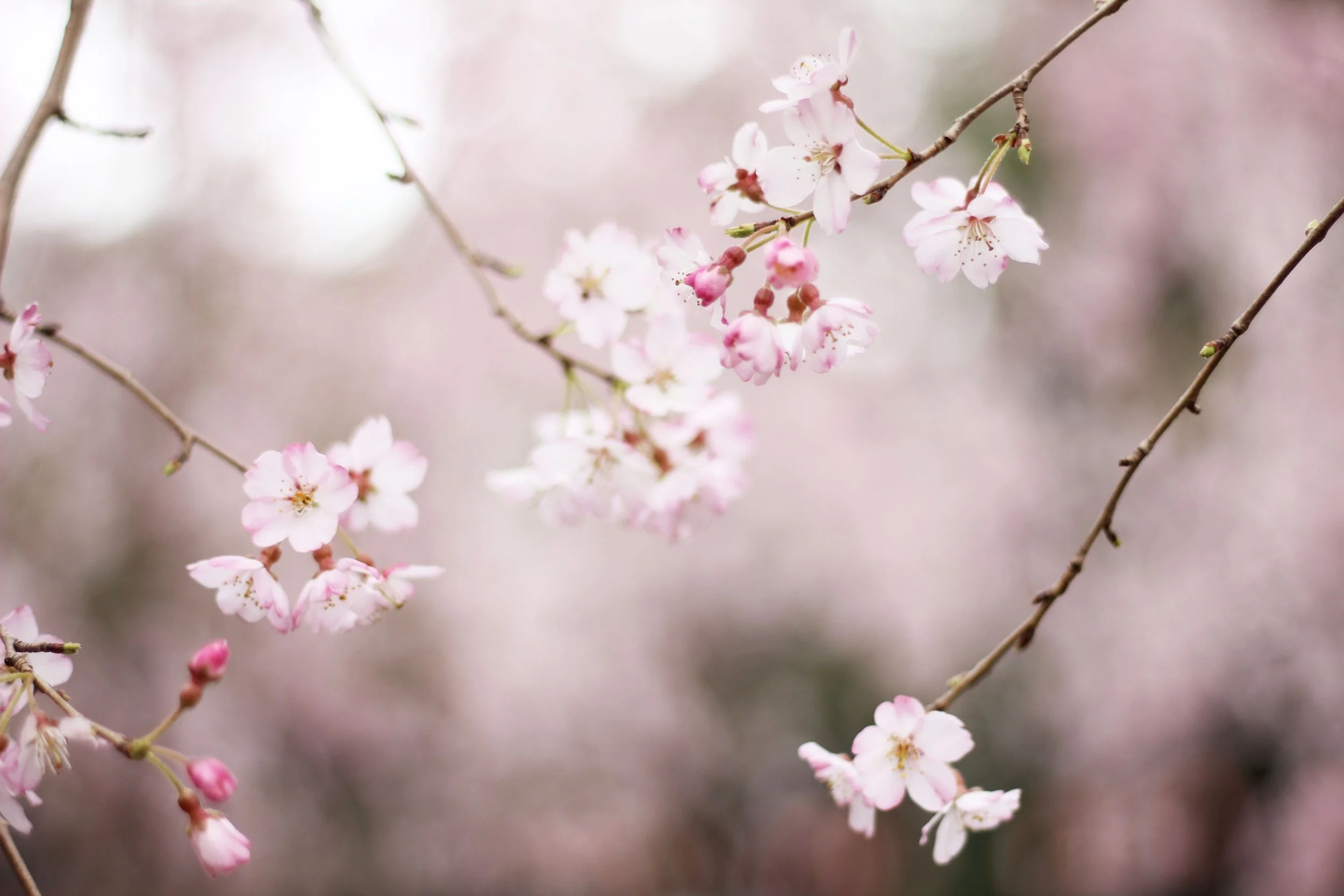 cherryblossom2.jpg