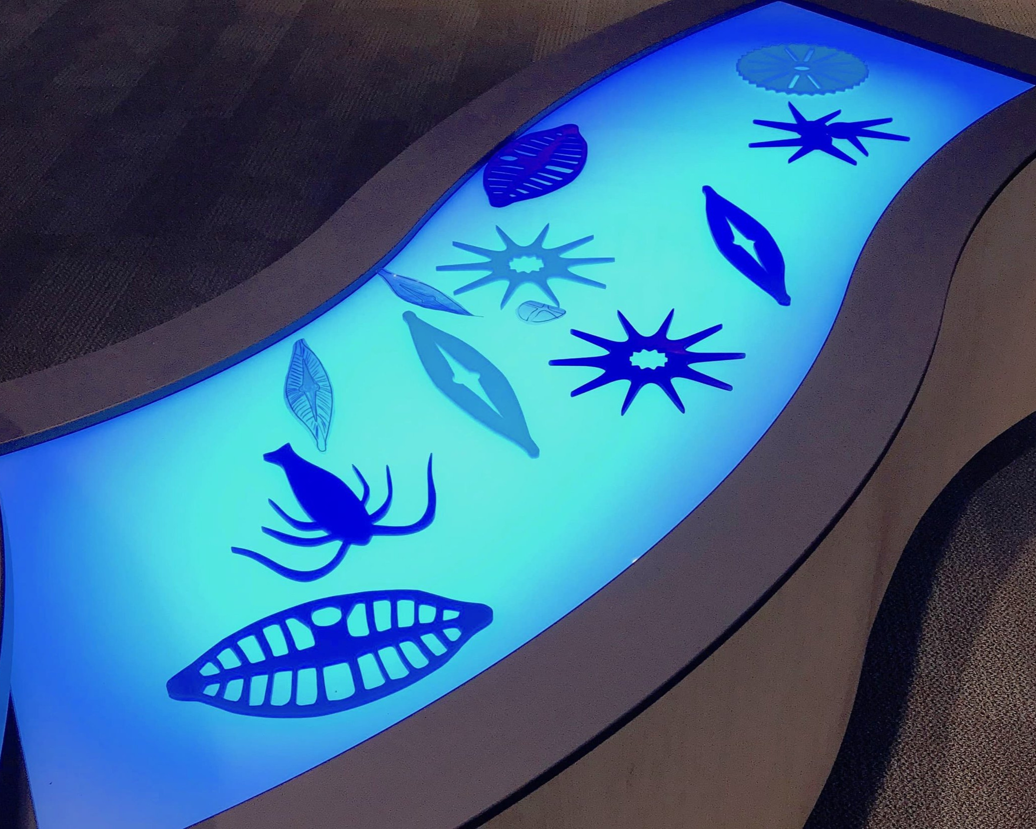 RiverAlive_PlanktonLightTable.jpg