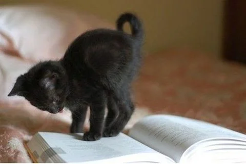 halloween reads black kitten book juniper editing and creative book editors manuscript editors short story editors.jpg