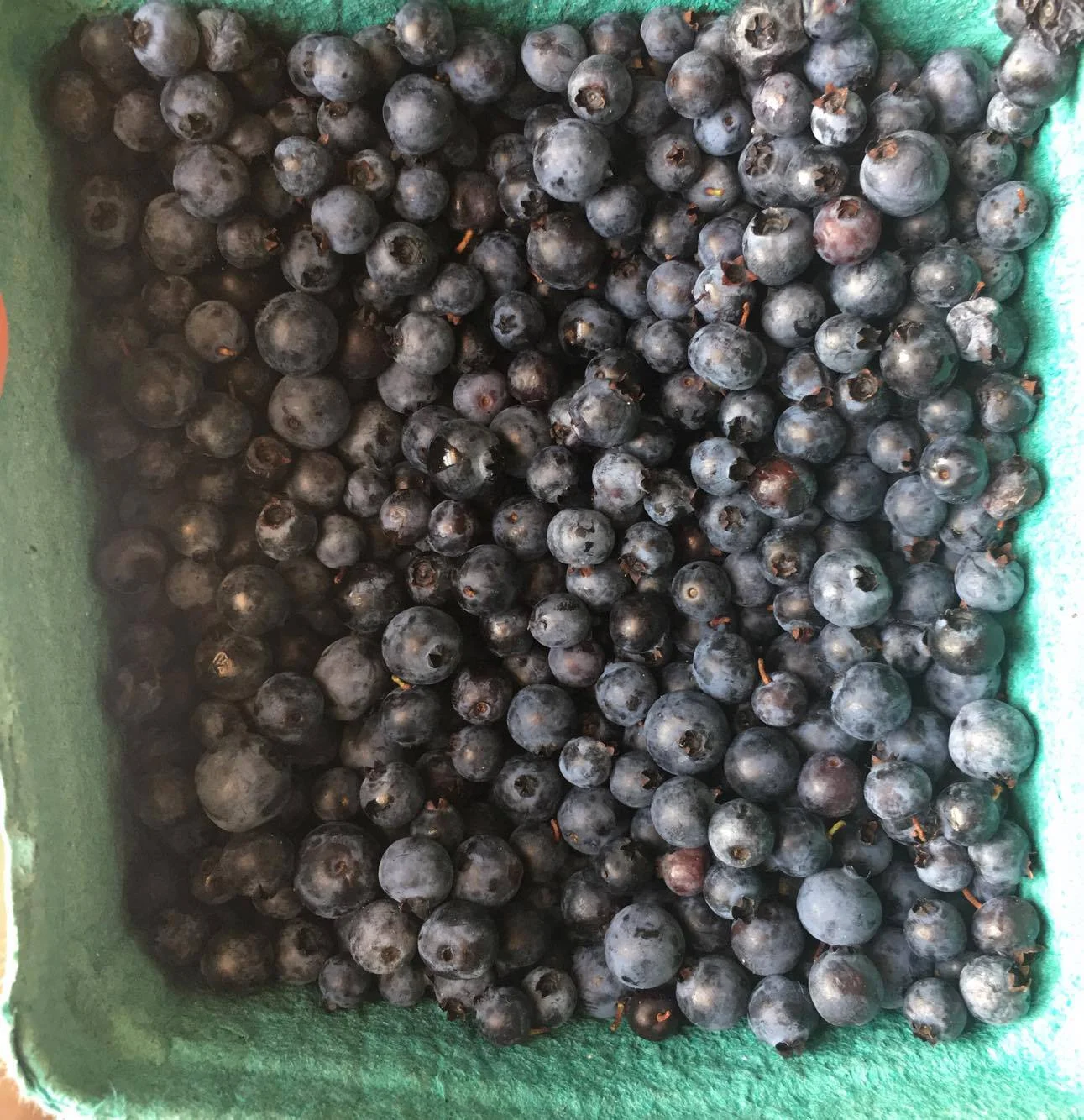 WILD BLUEBERRIES FROM THE MAGICAL WILD FOREST