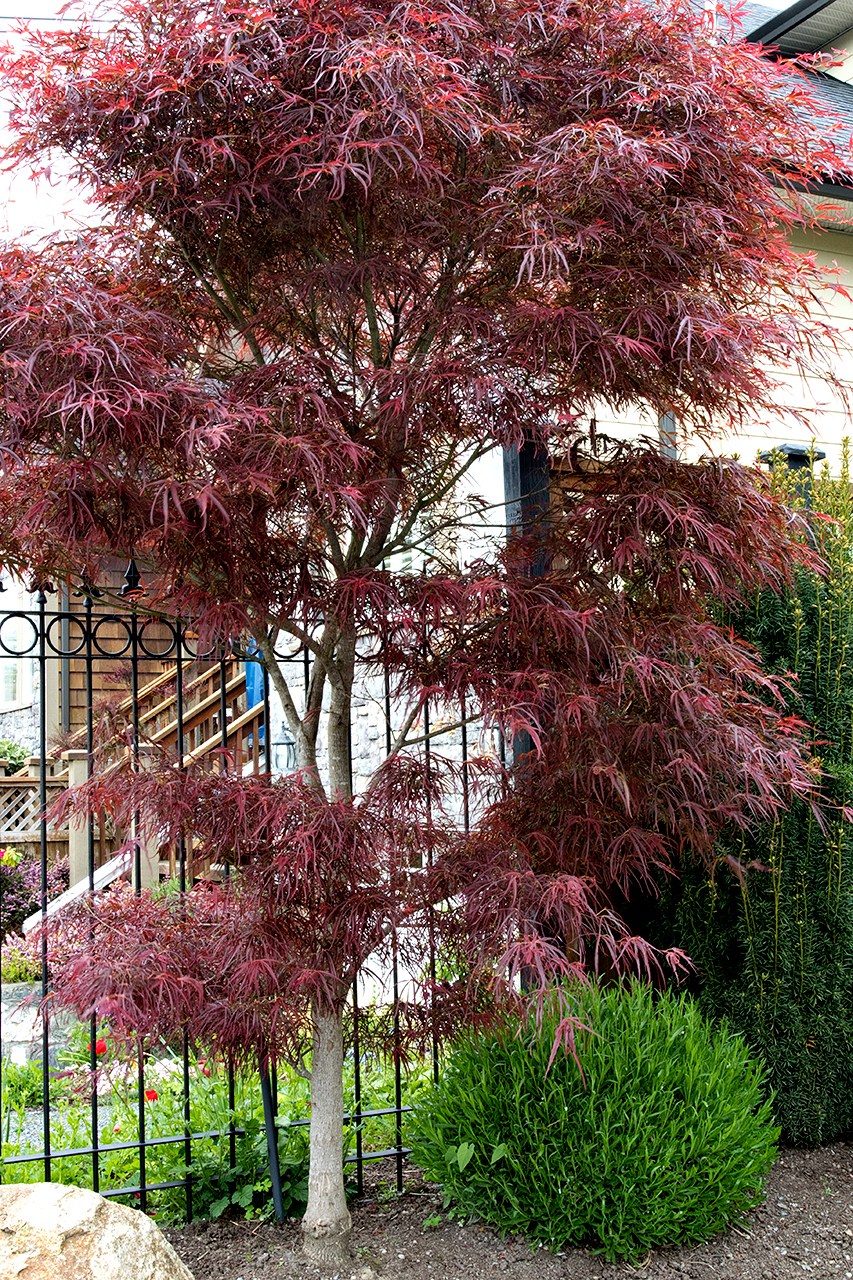 Mustang-Landscape-Garden-Design-Victoria-BC-Trees-Fence.jpg
