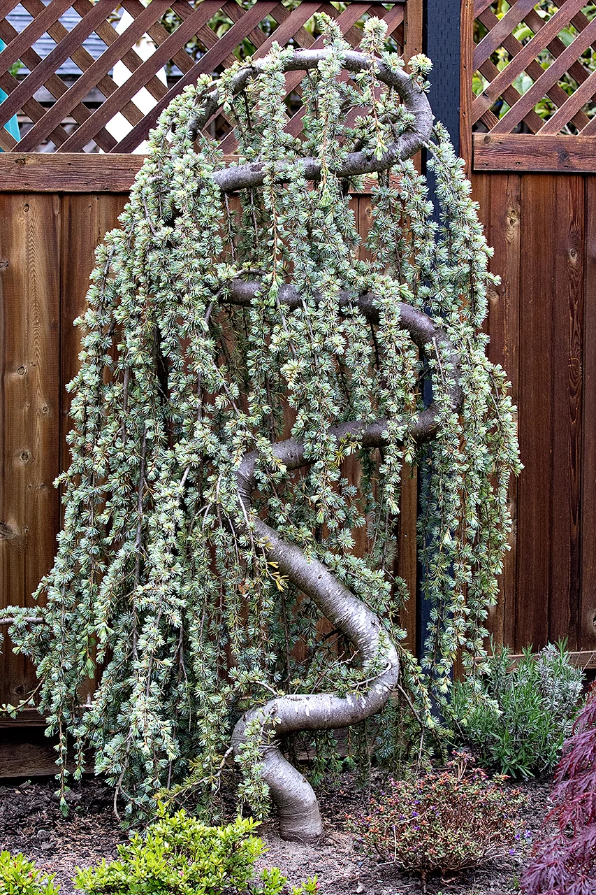 Mustang-Landscape-Garden-Patio-Design-Victoria-BC-Trees-Maintenance.jpg