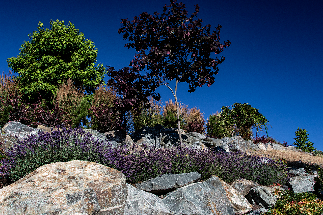 Cliffside garden-MustangLandscape-Victoria-BC-flowers.jpg