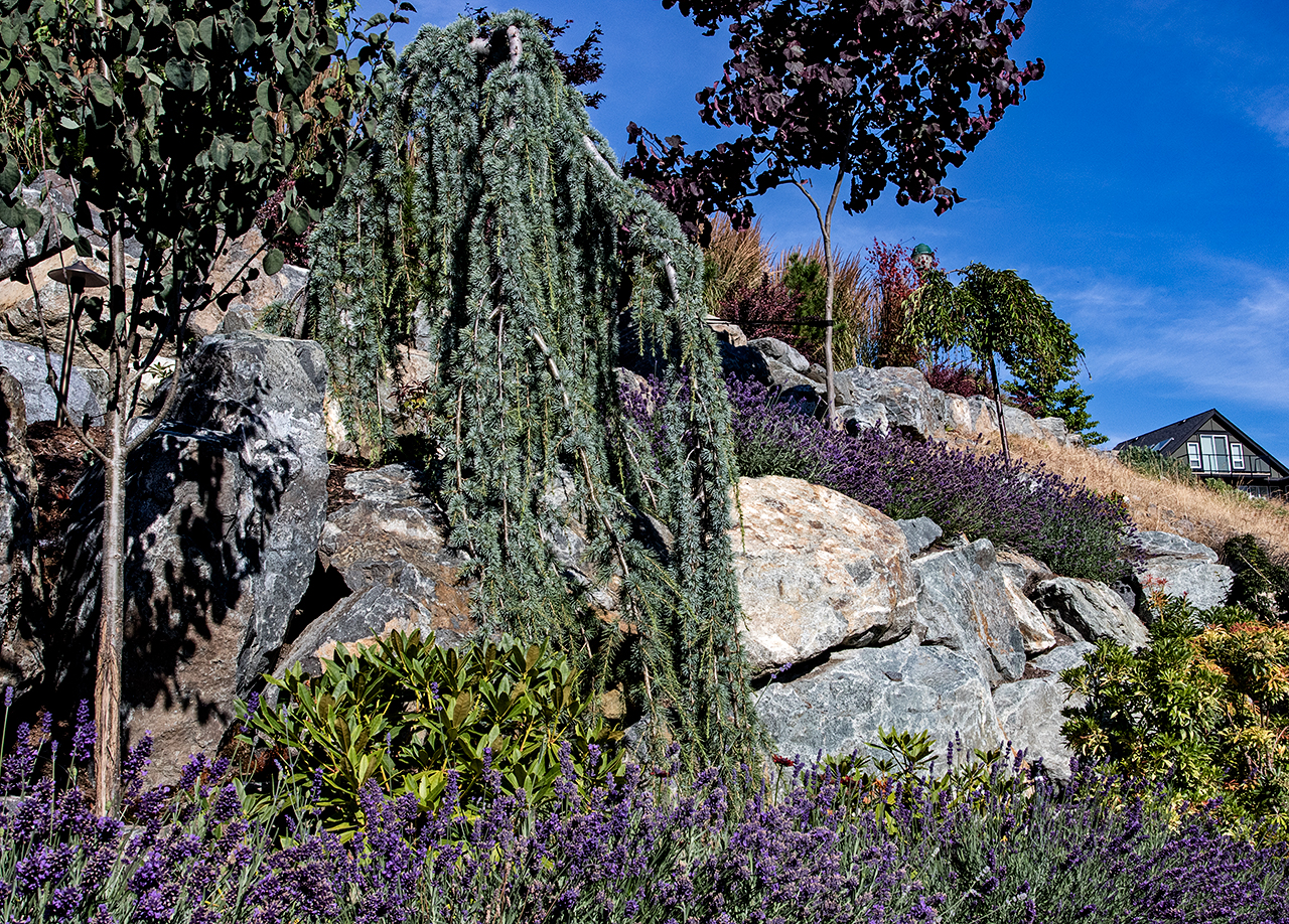 Cliffside garden-MustangLandscape-Victoria-BC-garden-10-shrubs.jpg