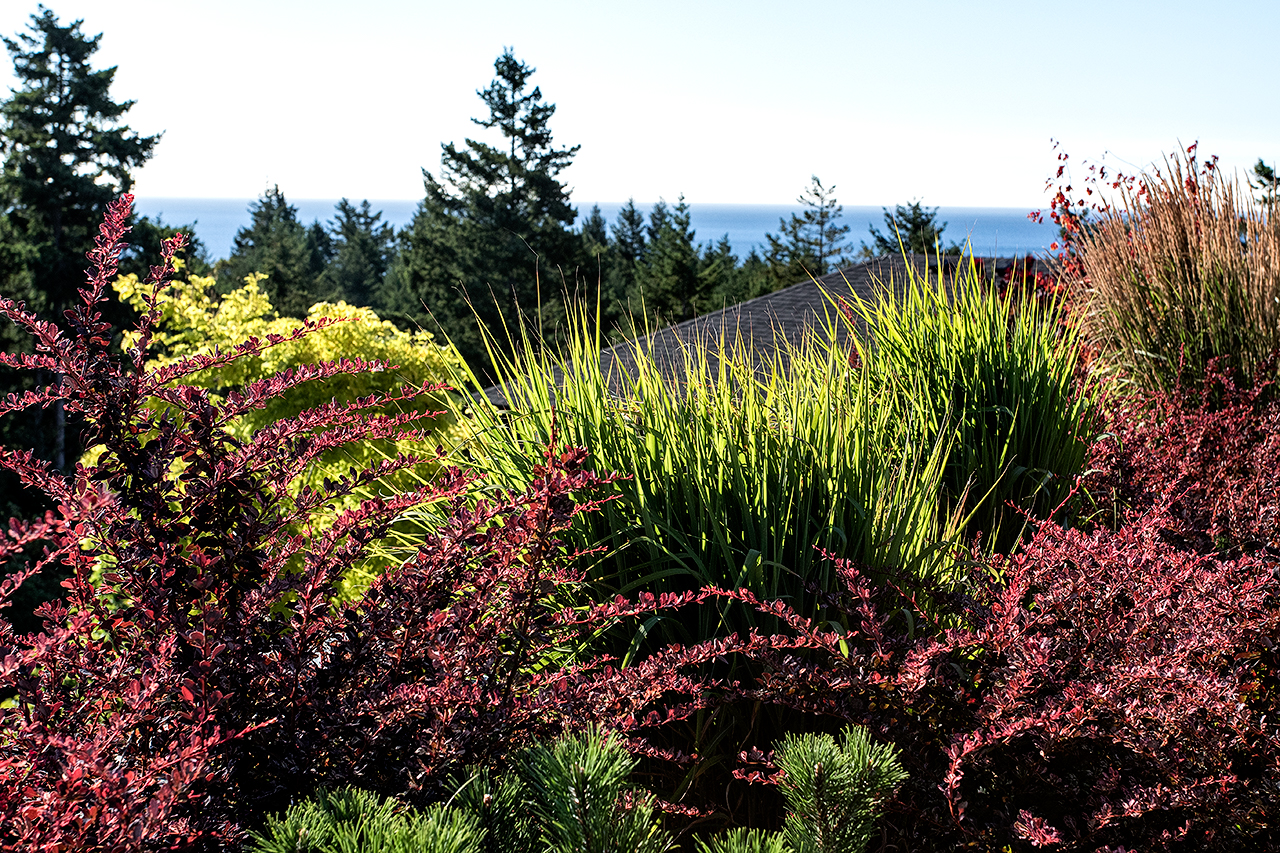 Cliffside garden-MustangLandscape-Victoria-BC-shrubbery.jpg