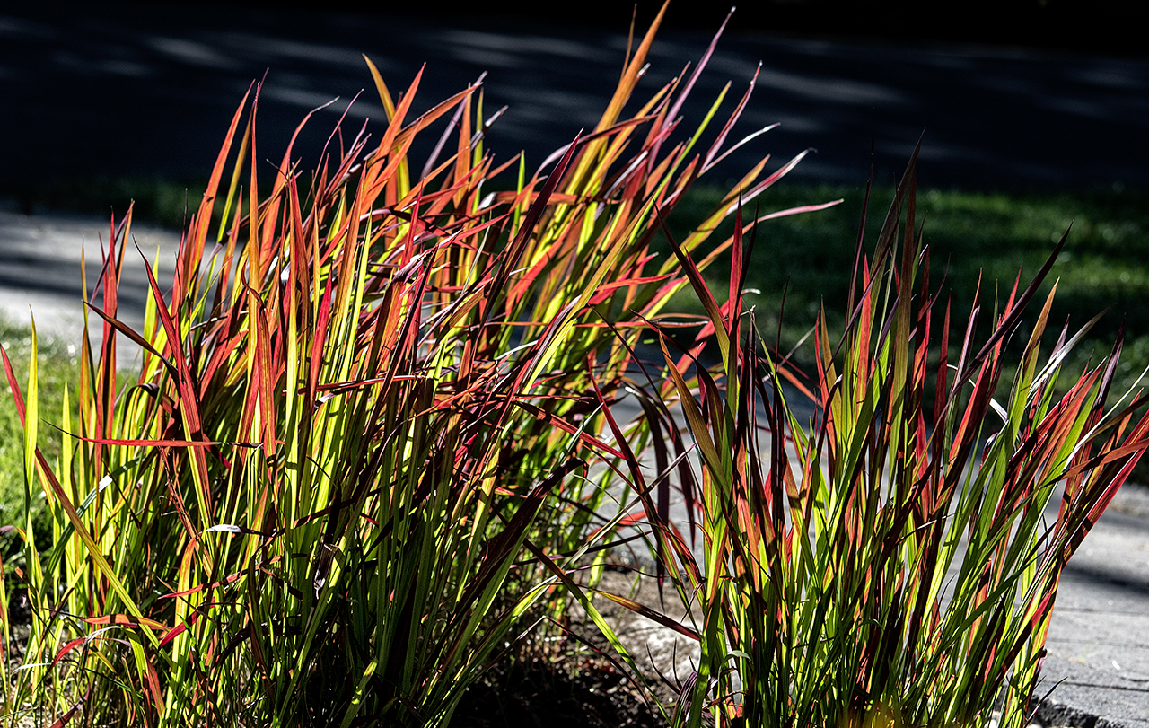 charming-simplicity-MustangLandscape-Victoria-BC-garden-long-grass.jpg