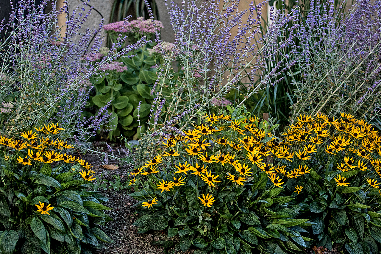 charming-simplicity-MustangLandscape-Victoria-BC-garden-flowers-shrubs.jpg