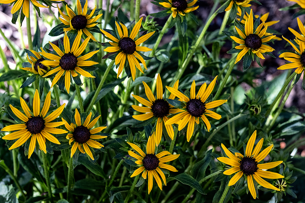 charming-simplicity-MustangLandscape-Victoria-BC-garden-sunflowers.jpg