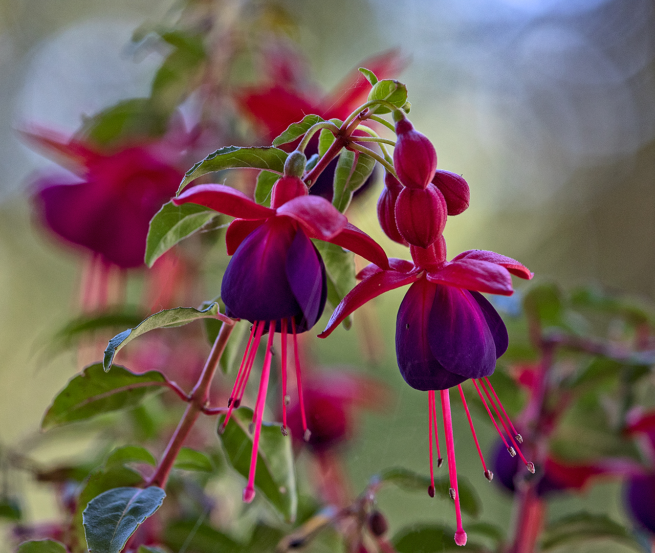 charming-simplicity-MustangLandscape-Victoria-BC-garden-unique-flowers.jpg