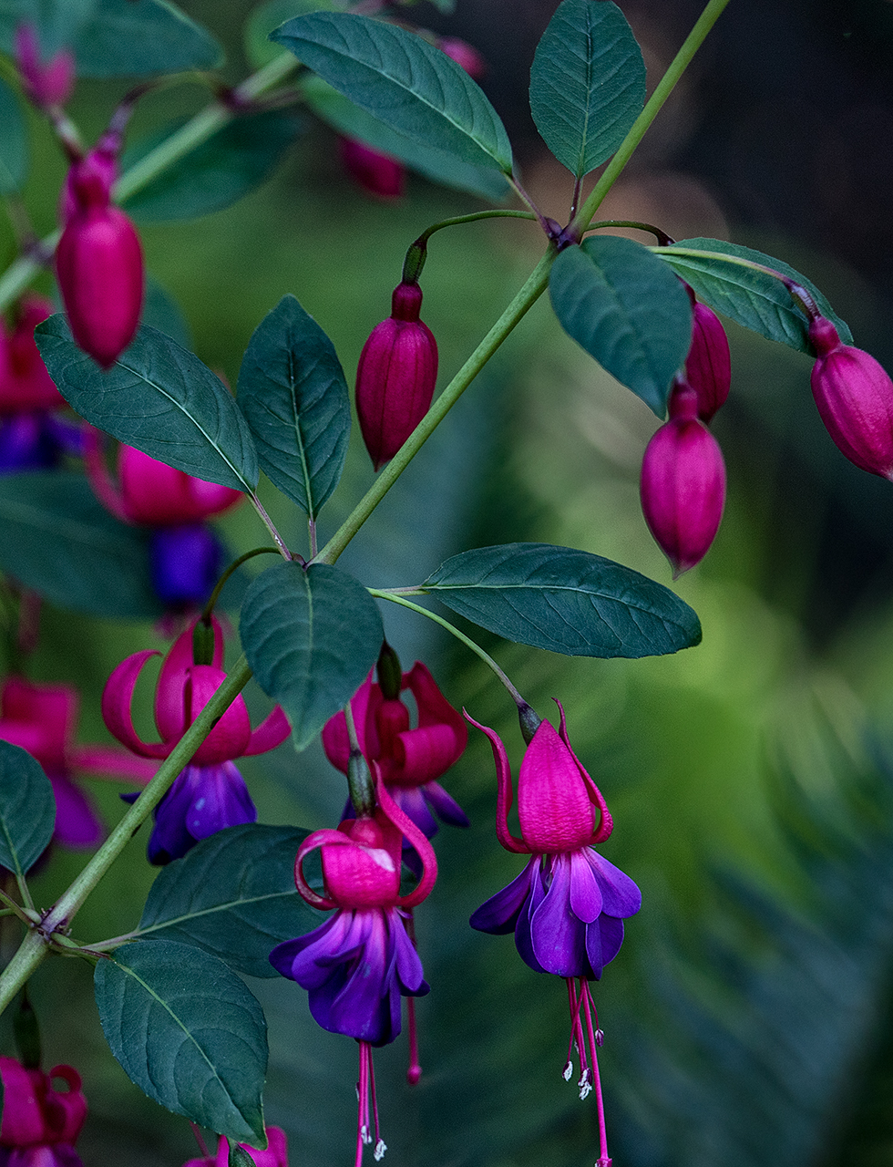 Woodland garden-MustangLandscape-Victoria-BC-garden-purple-flower.jpg