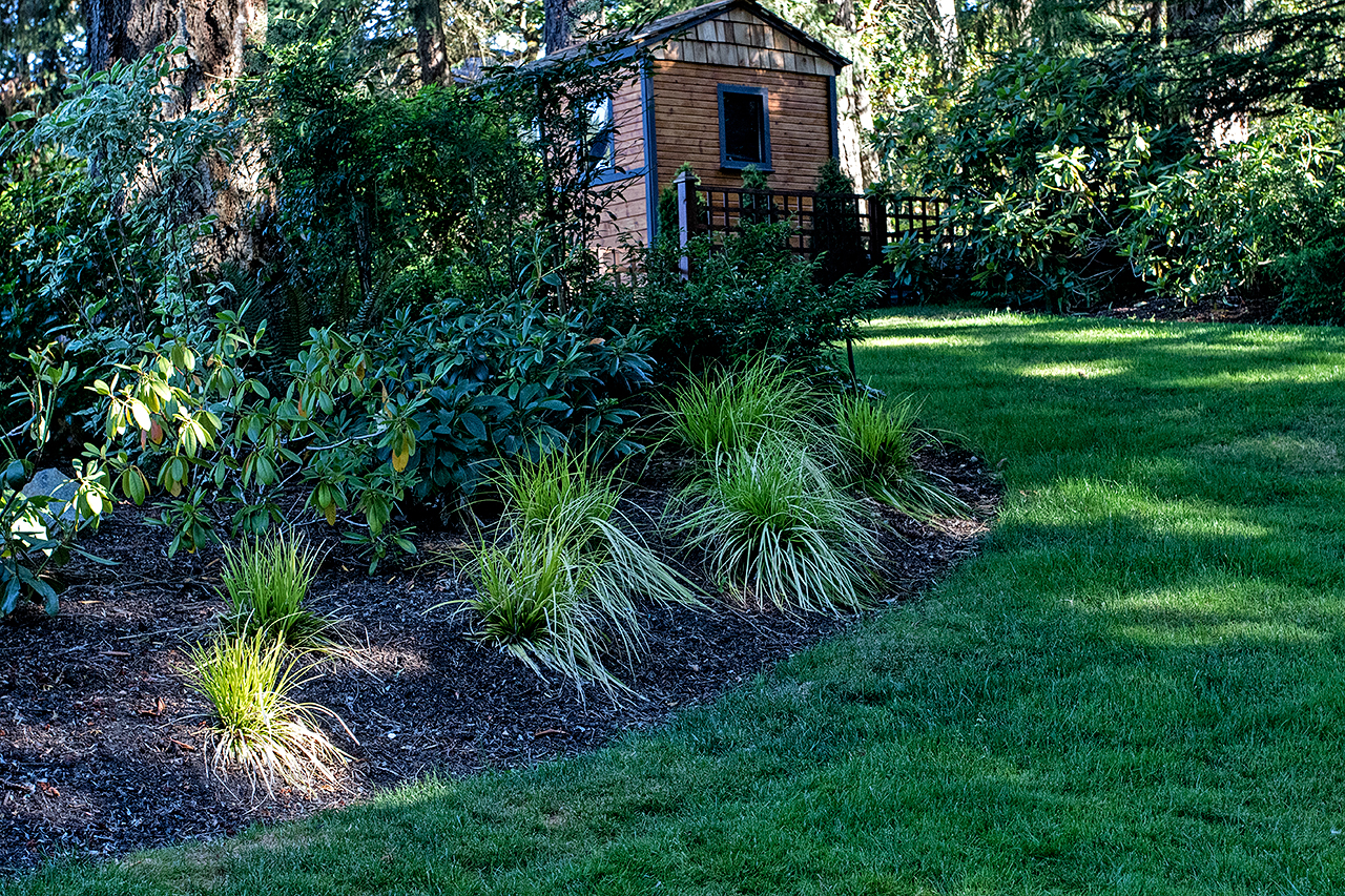 Woodland garden-MustangLandscape-Victoria-BC-garden-shed.jpg
