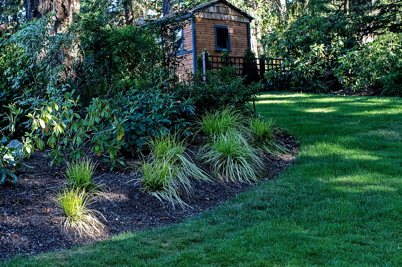 Woodland garden-MustangLandscape-Victoria-BC-garden-shed.jpg