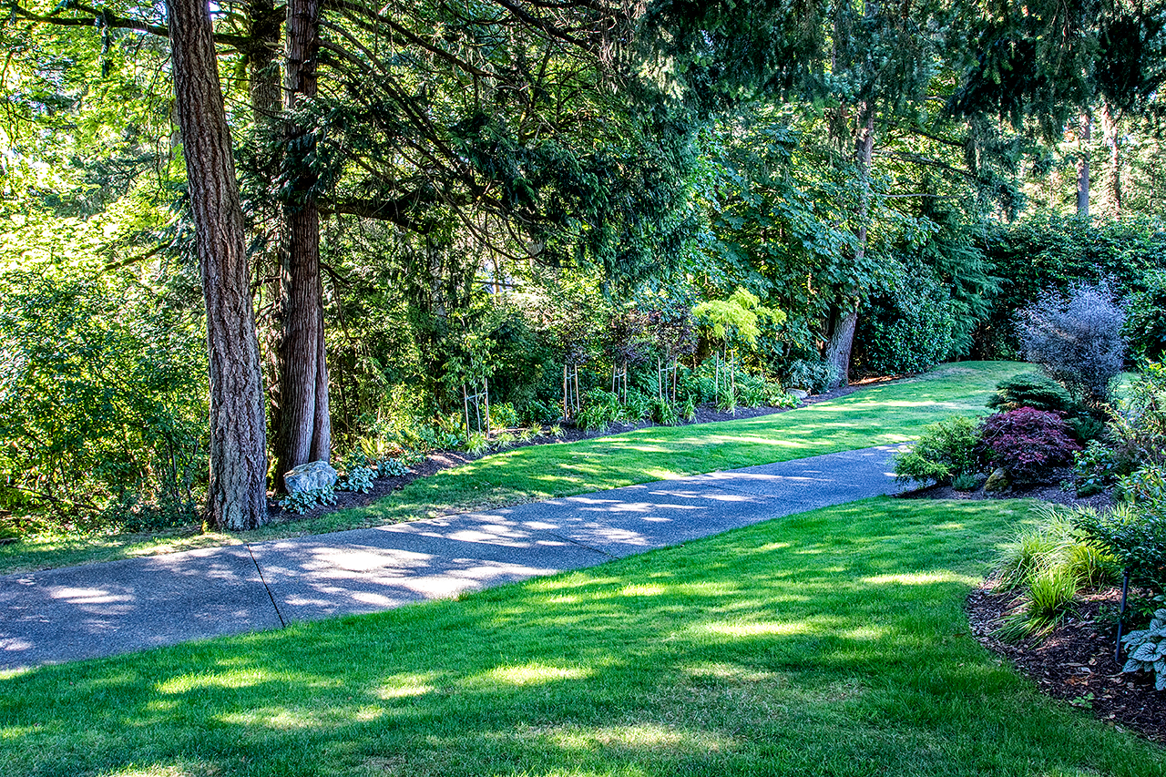 Woodland garden-MustangLandscape-Victoria-BC-garden-trees.jpg