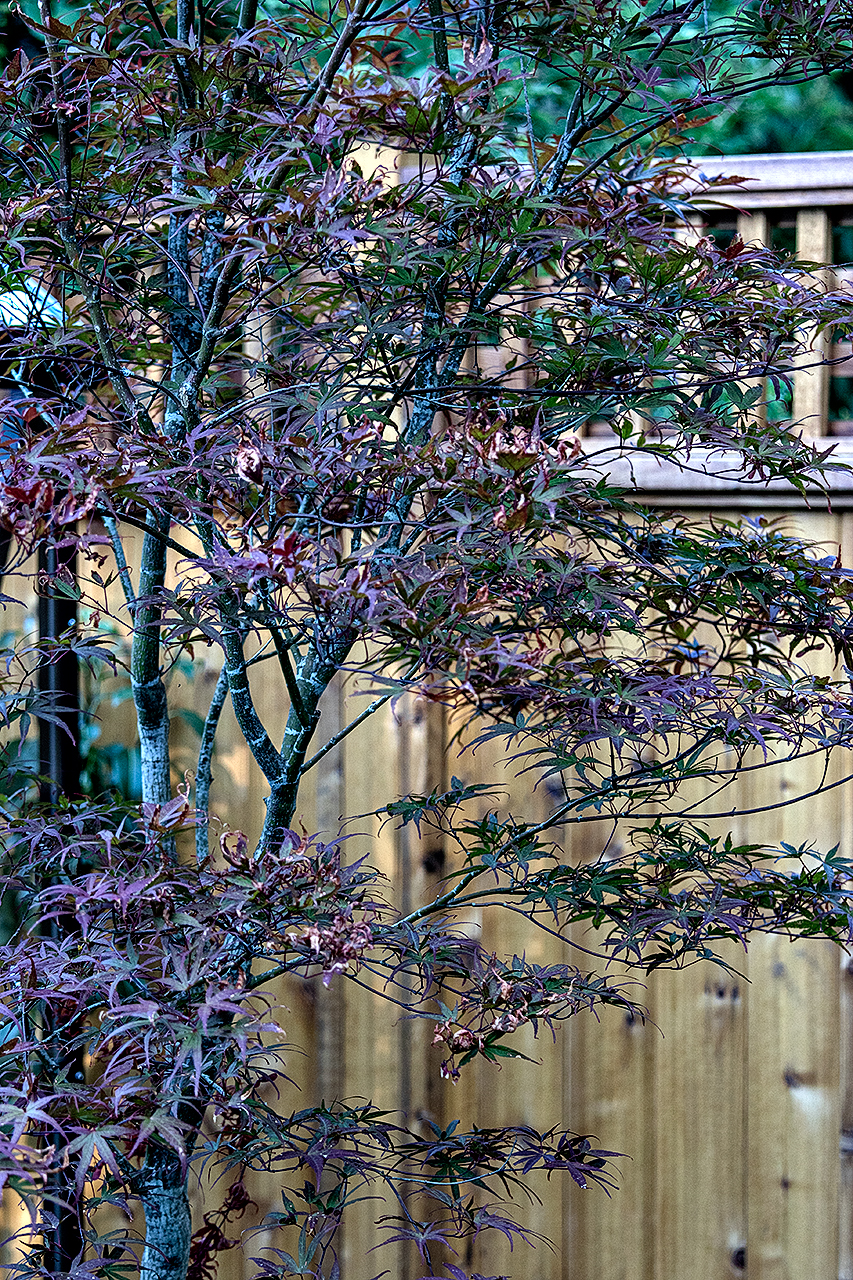 Faces of Mother Nature-statues-water garden-MustangLandscape-Victoria-BC-garden-fence.jpg