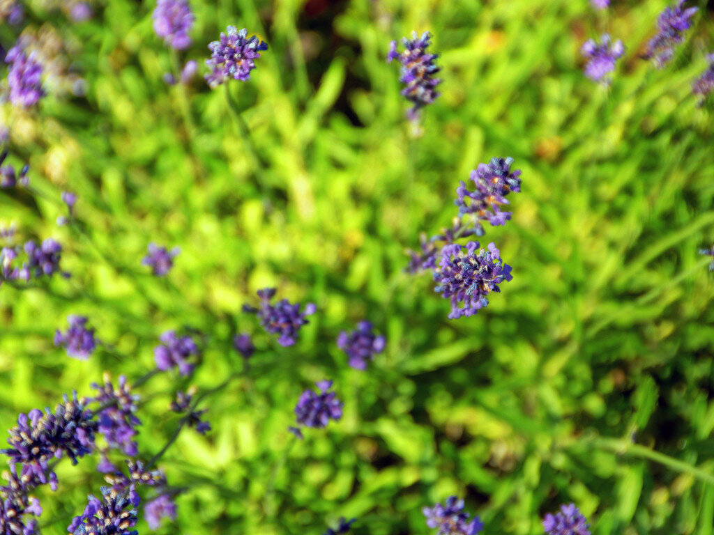 hidcote-lavender-close-up.jpg