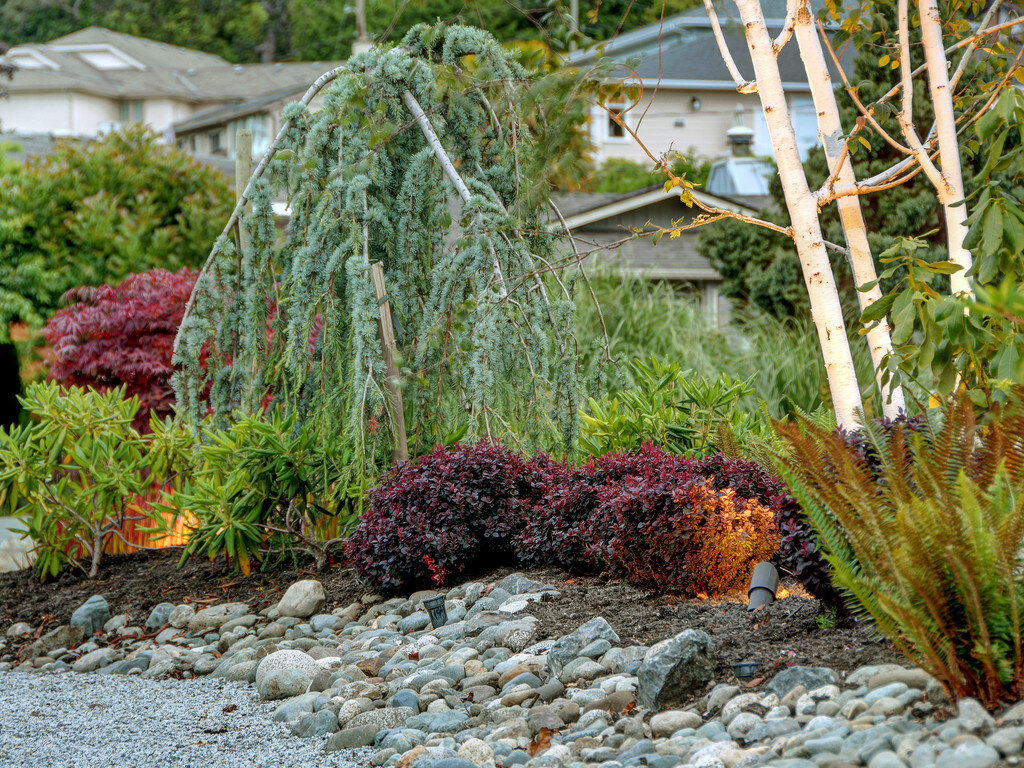 2-xeriscaping-dry-riverscaping-drainage-landscape-lighting-white-birch-japanese-maple.jpg