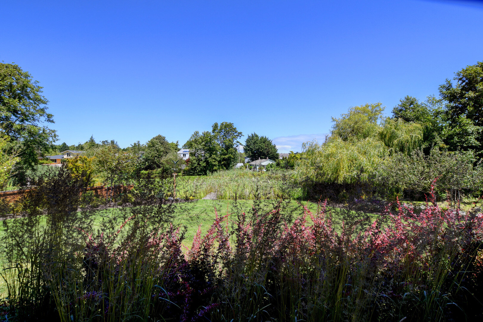 berberis-cattail-willow-duck-pond-native-plants.jpg