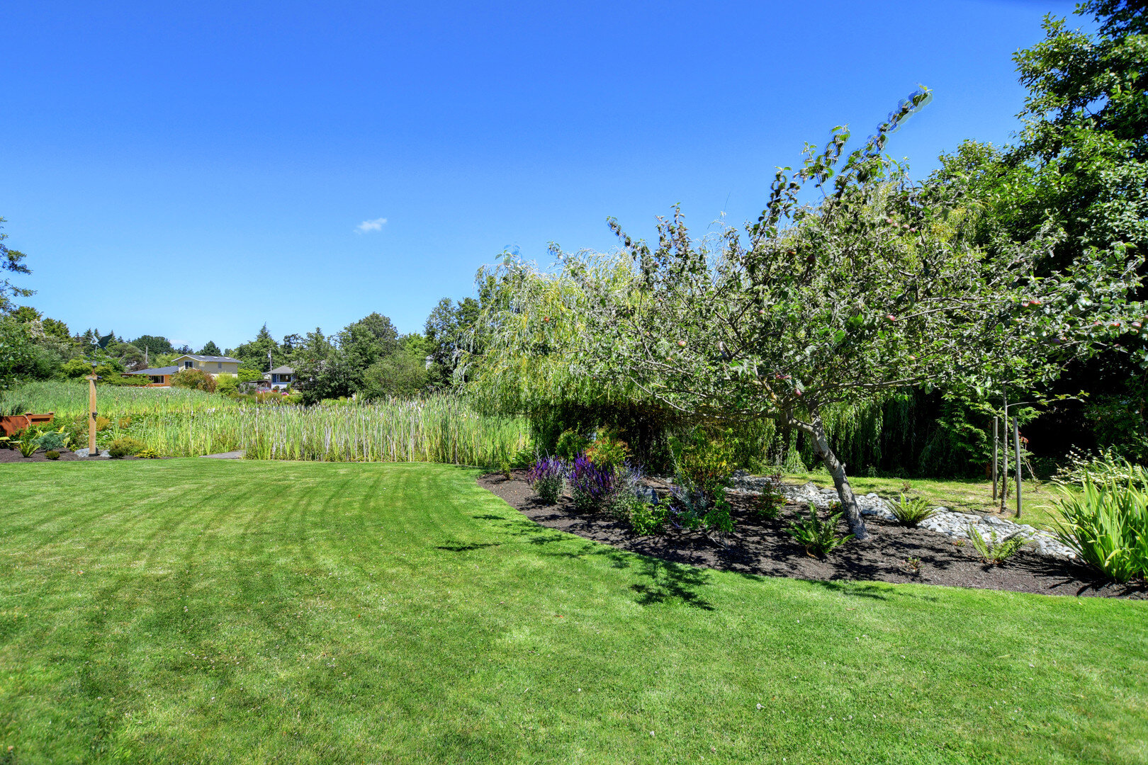 cattail-backyard-native-plants.jpg