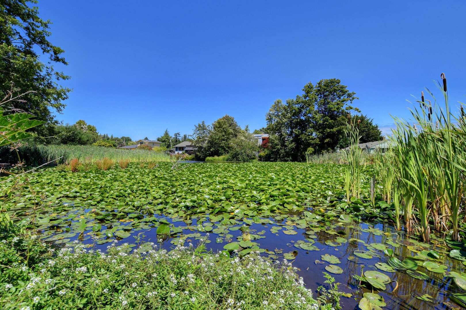 duck-pond-backyard-lily-pad.jpg
