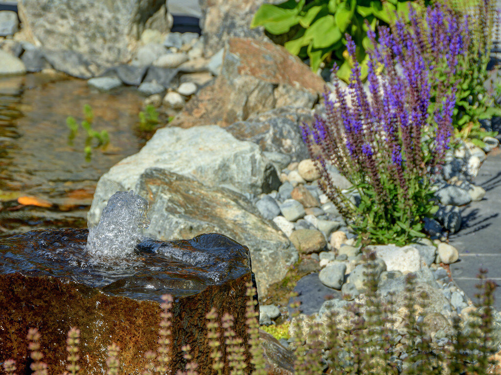 2-salvia-granite-pond-outdoor-backyard.jpg