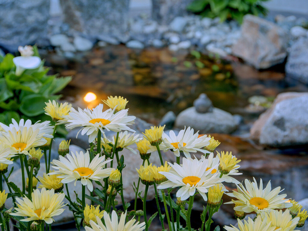 daisies-water-feature-pond-outdoor-granite.jpg