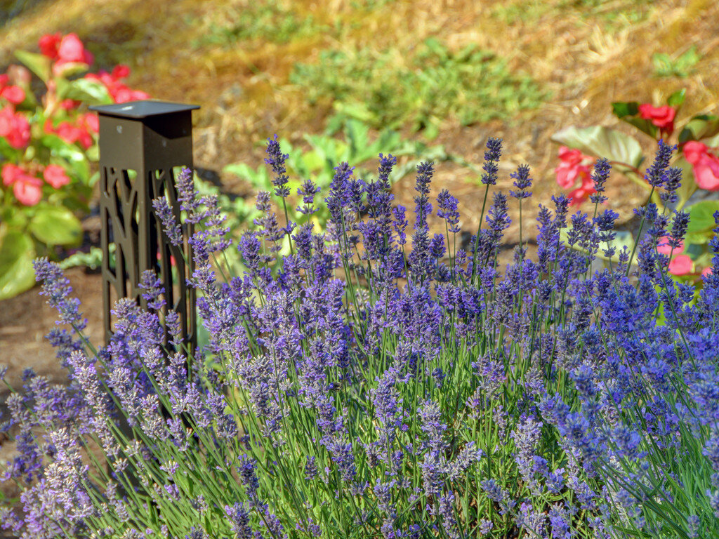 lavender-projected_lighting_landscape_lighting_outdoor_lighting.jpg