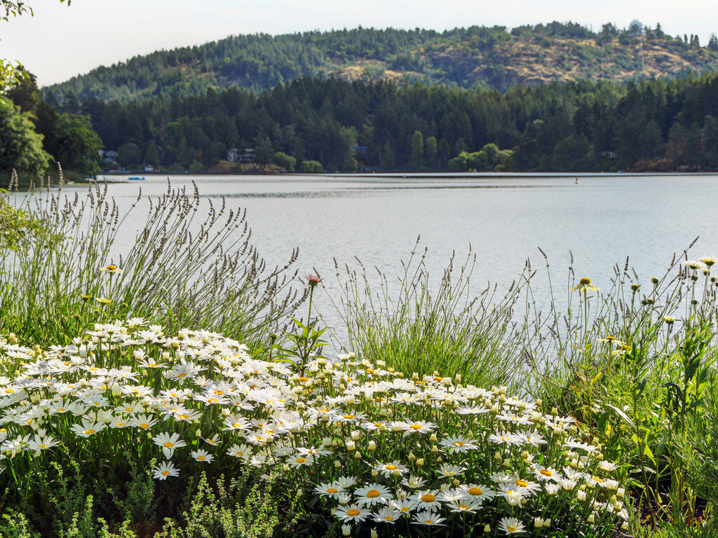 2-daisies-lake-view.jpg