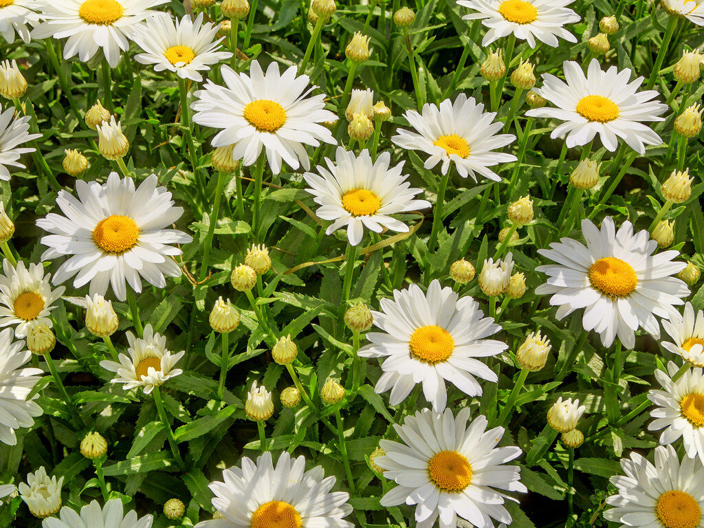 daisies.jpg