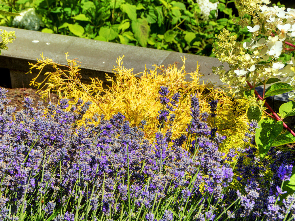 2-closeup-lavender-hydrangea-paniculata-white-yellow.jpg