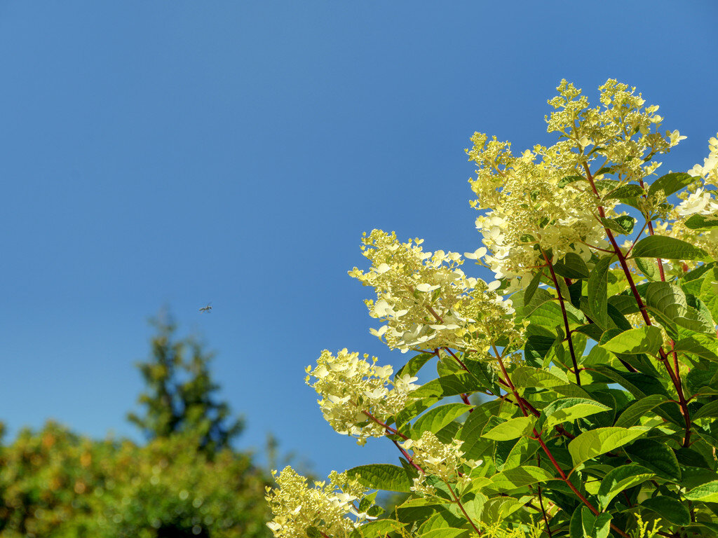 white-hydrangea-paniculata-closeup.jpg