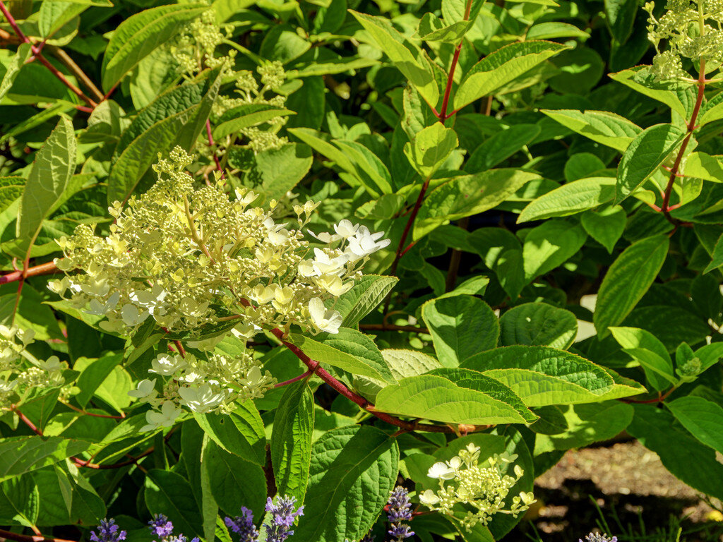 white-hydrangea-paniculata-lavender-leaves.jpg