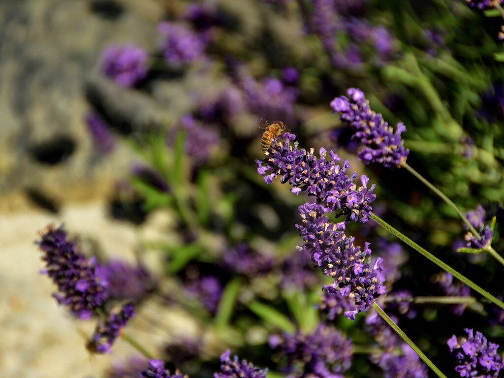 lavender-provence-closeup-bee.jpg
