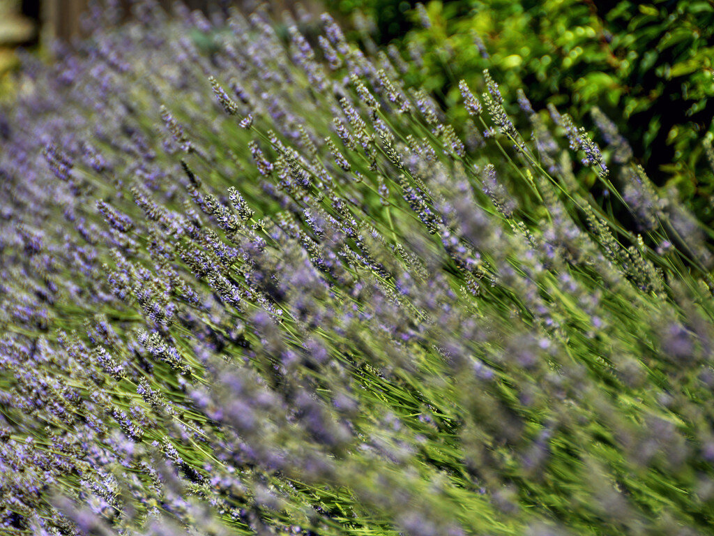 lavender-provence.jpg