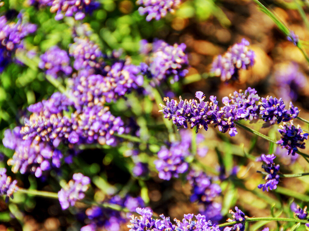 purple-lavender-provence-closeup.jpg