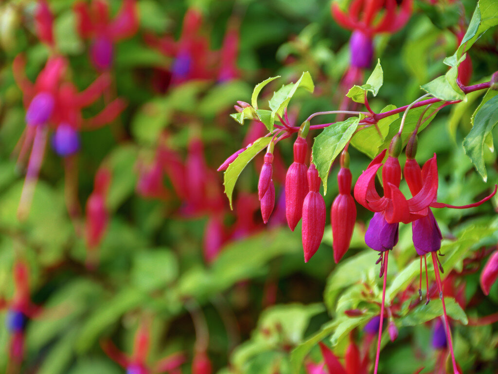 fuchsia-aurea-closeup.jpg