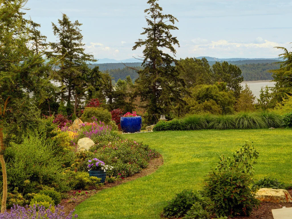 2-Hebe-weeping japanese maple-ceanothus.jpg