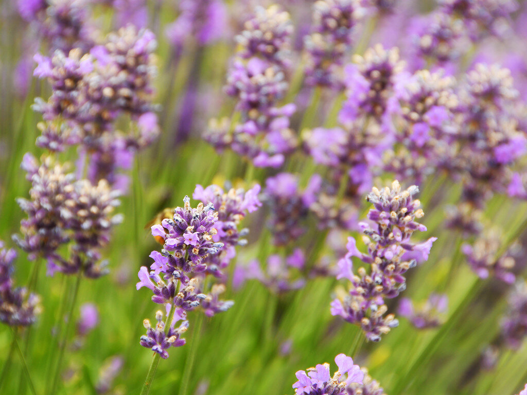 lavender-purple-closeup.JPG