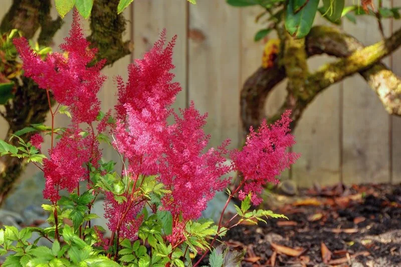 What to Prune in Your Garden from March to May (And a few Other Tasks)