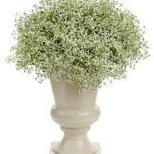 Feature Plant Euphorbia Diamond Frost